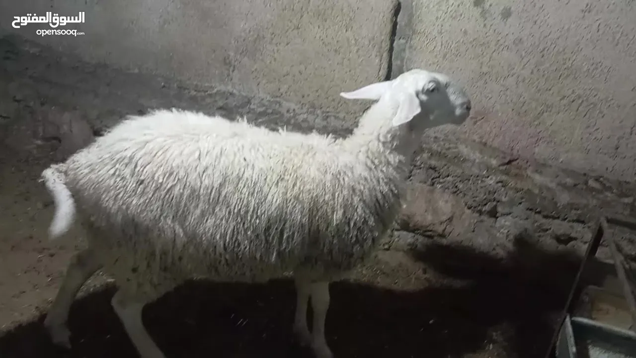 حملة بعمر ثمانين شهور أعشار شهرين ونصف