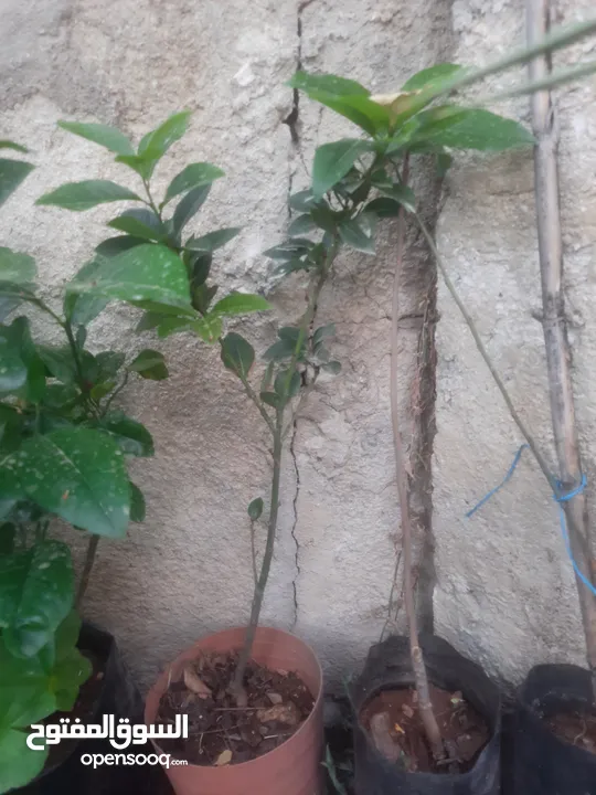 اشجار زينه ومثمر