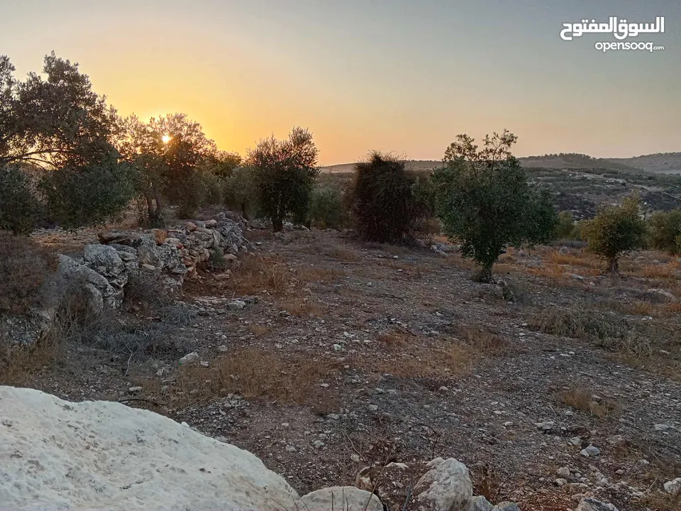 ارض زيتون للبيع