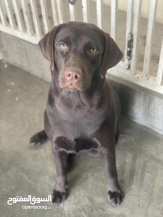 Labrador Dogs