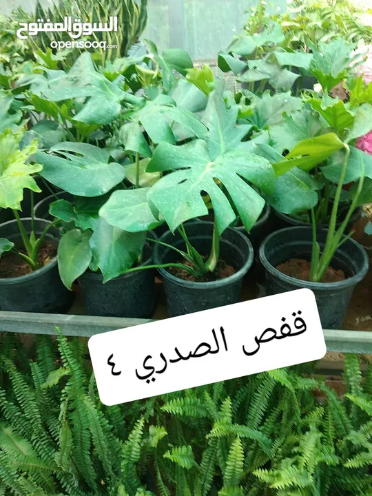 نباتات خارجية وداخلية