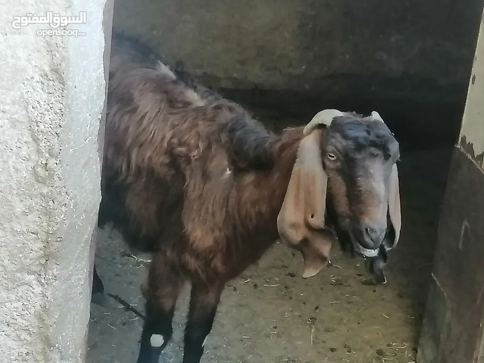 عنز جلد براسها...... السن صافه.... ماشاء الله عنها.... ديدها هشوش... تالي حليب.... شوف الفيد