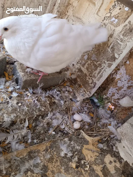 طيور مزرعه زرب الصواوين