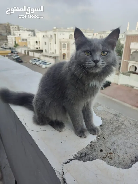 قطه شيرازي للبيع