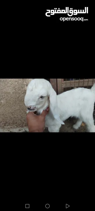 عنز وراها سخله بيضا برصا مميزه