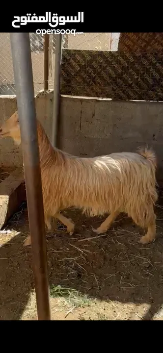 للبيع حلال جامودي اصل من نوادر تبارك الله