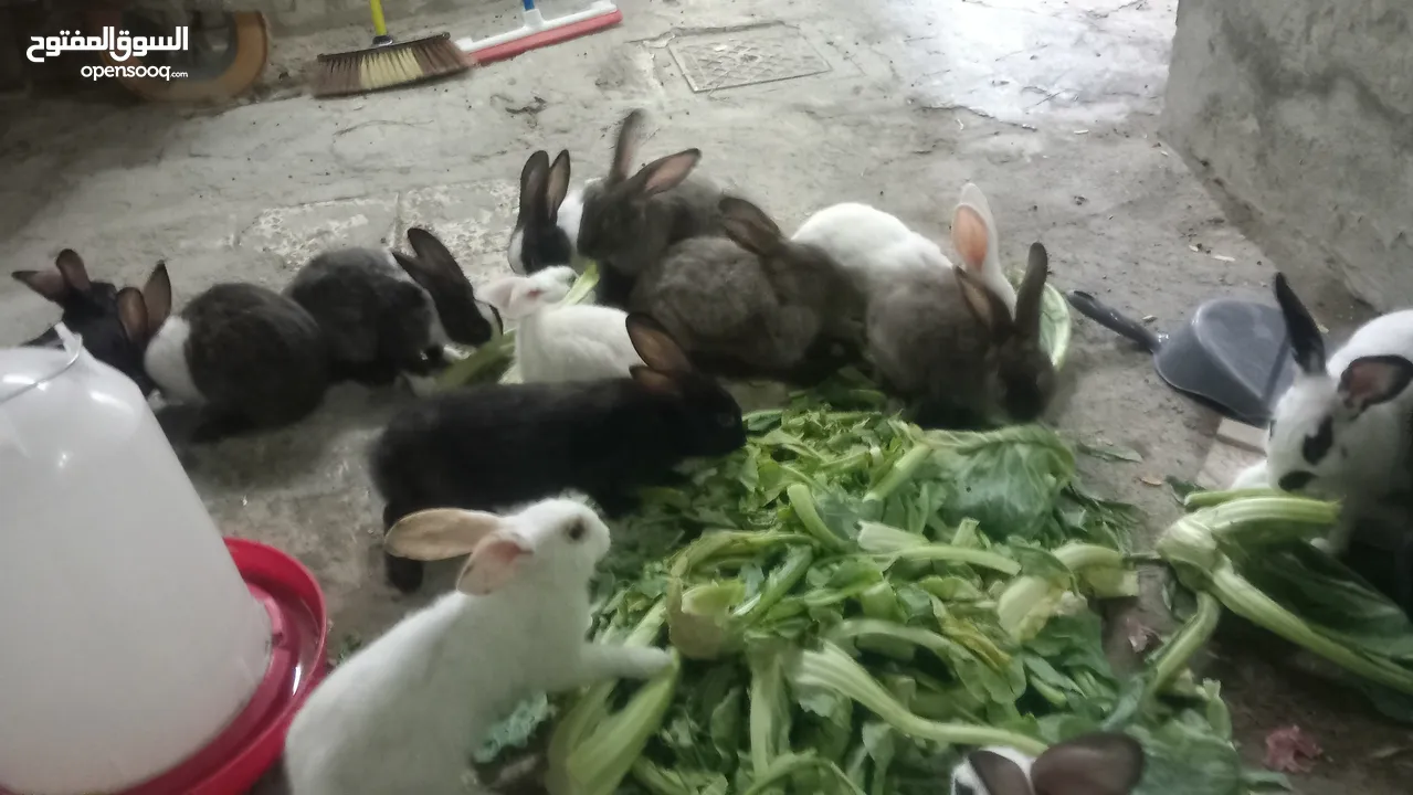 Rabbit   For Sell Holandi  150.Darhim each pm me more in fo