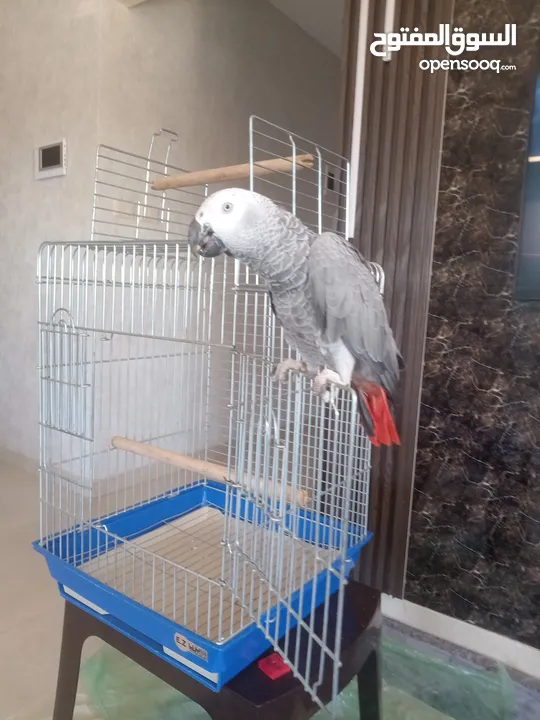 ببغاء للبيع العمر ينه وثلاثه اشهر حجم جامبو مقصوص الجناح