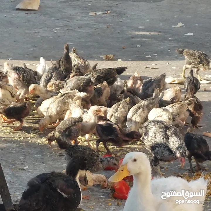 صيصان بلدي
