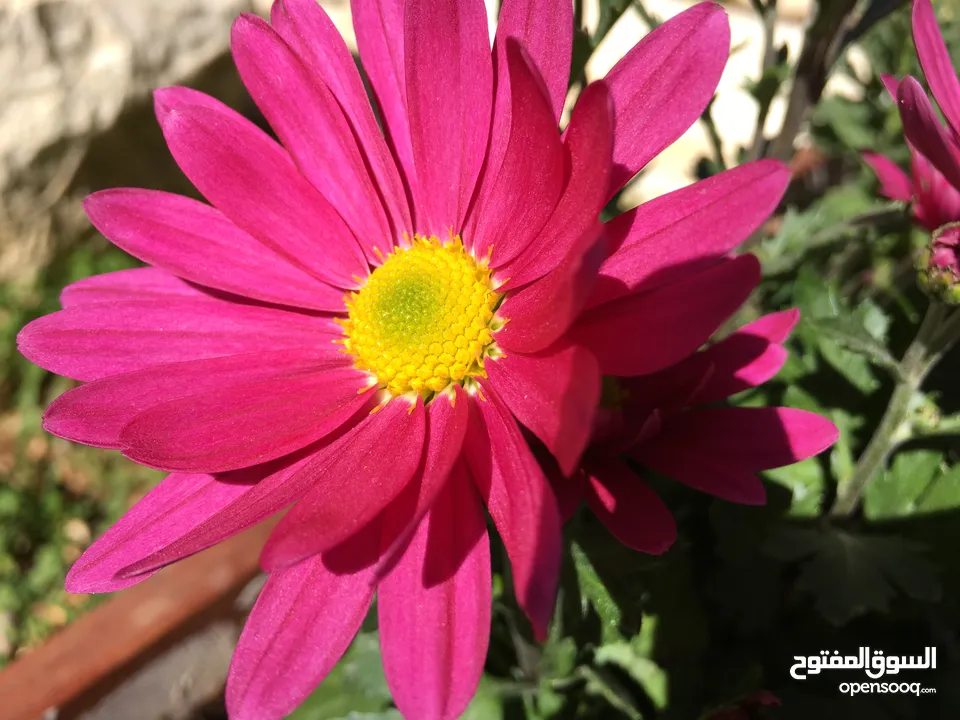 دخلة الحتو اسكان الشروق عل شارع رئيسي