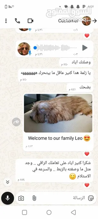 جراء بودل مستويات عالية جدا جدا جدا اهالي استيراد خارجي مستويات خرافية تسليم في أي عياده بيطرية