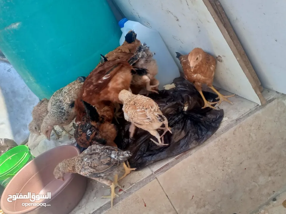 فراخ دجاج عدد 13 للبيع