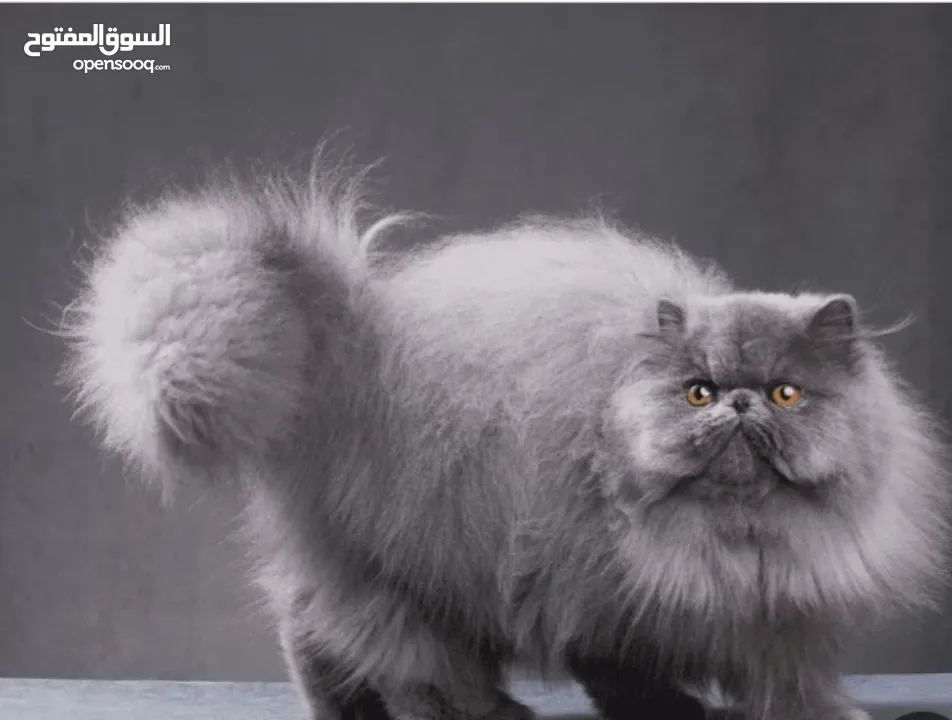 شيرازي للبيع