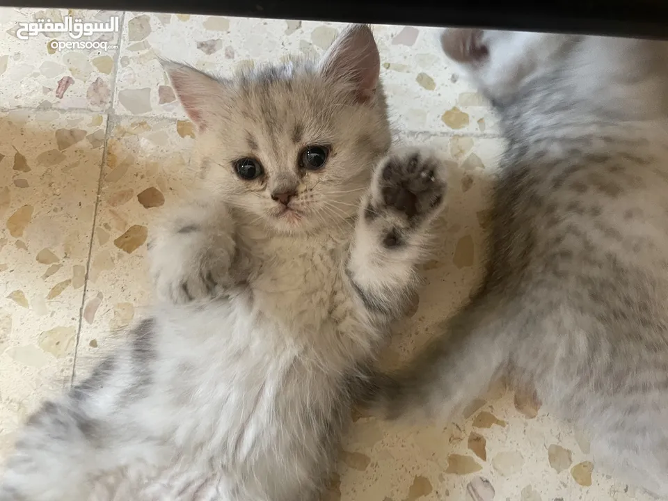بريتش سلفر بيوووور