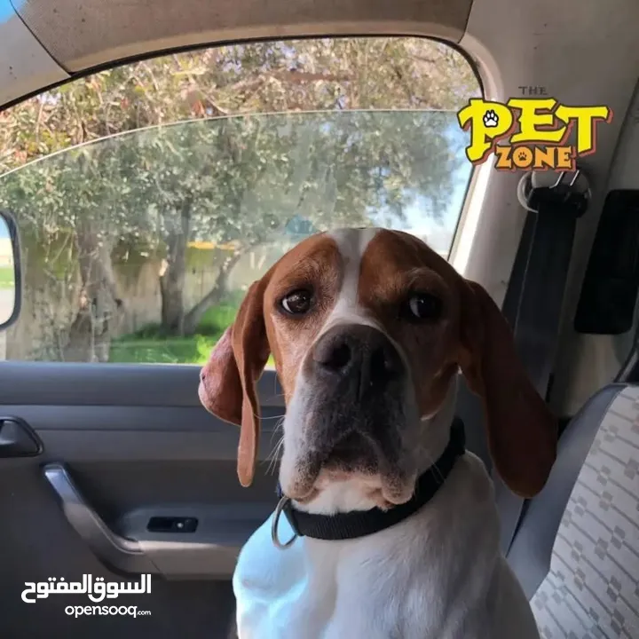 تدريب جميع انواع الكلاب وفندق خاص للكلاب