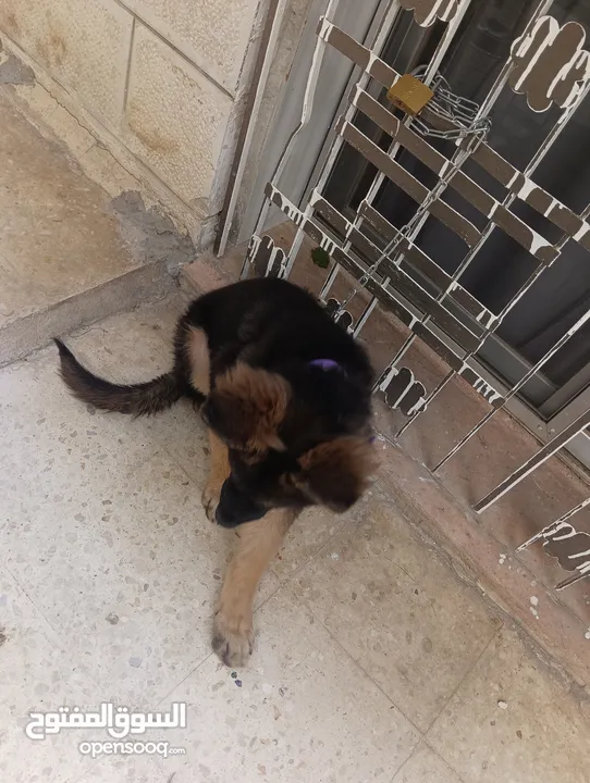 جرو جيرمن شيبرد شو لاين