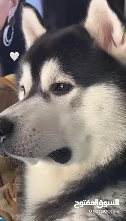 هاسكي للزواج Male husky for mating