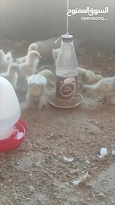 صيصان براهما مستويات عالية