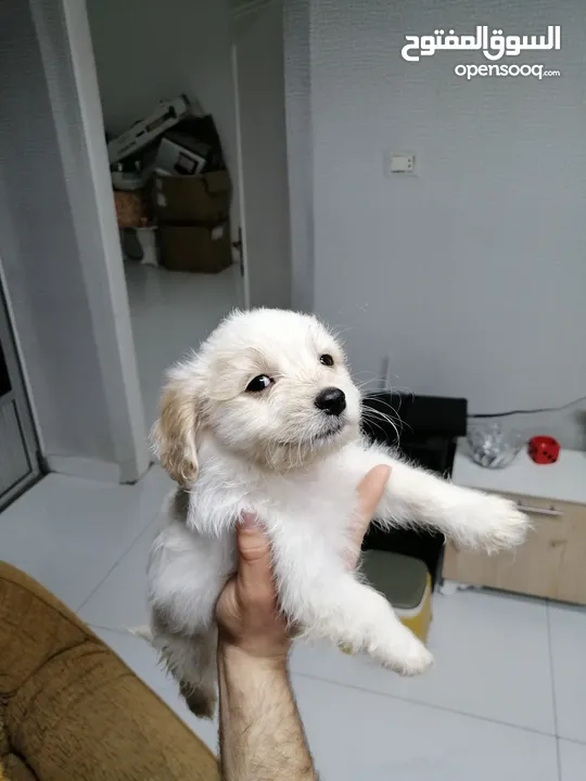 انثى فرنش تيرير عمر شهرين   puppy 2-months female - French Terrier