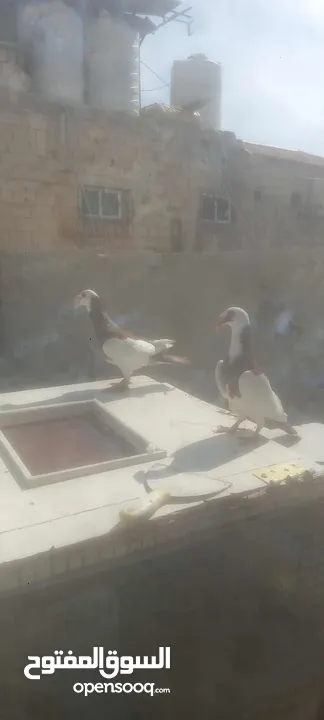 جوز معاكيف اسكندرانيات حمر