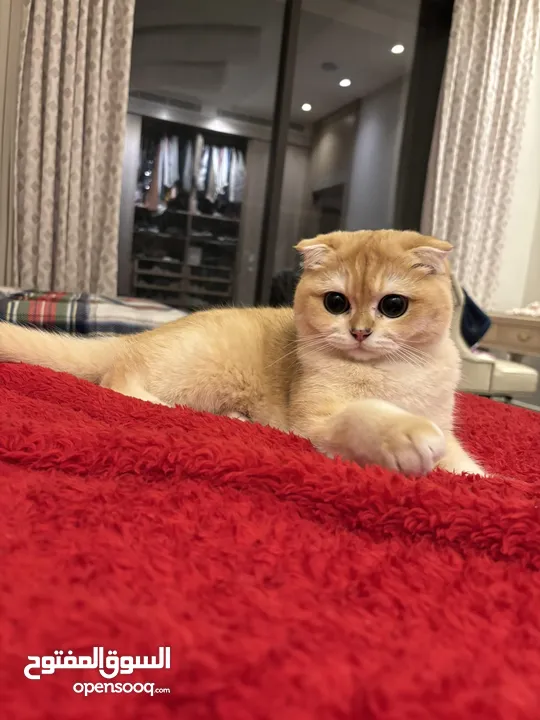 Golden Scottish fold cat