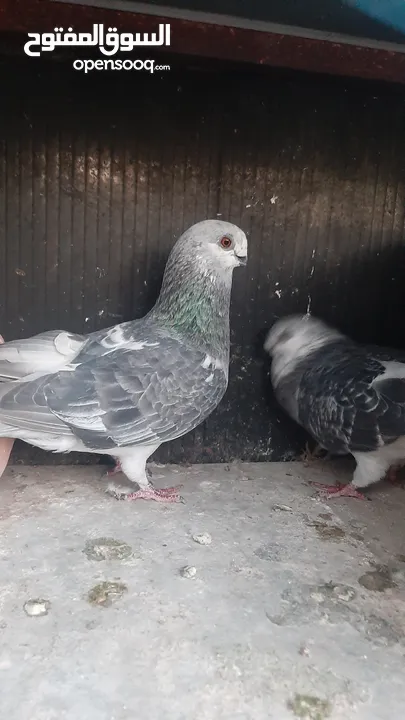 15 جواز للبيع مشكلات