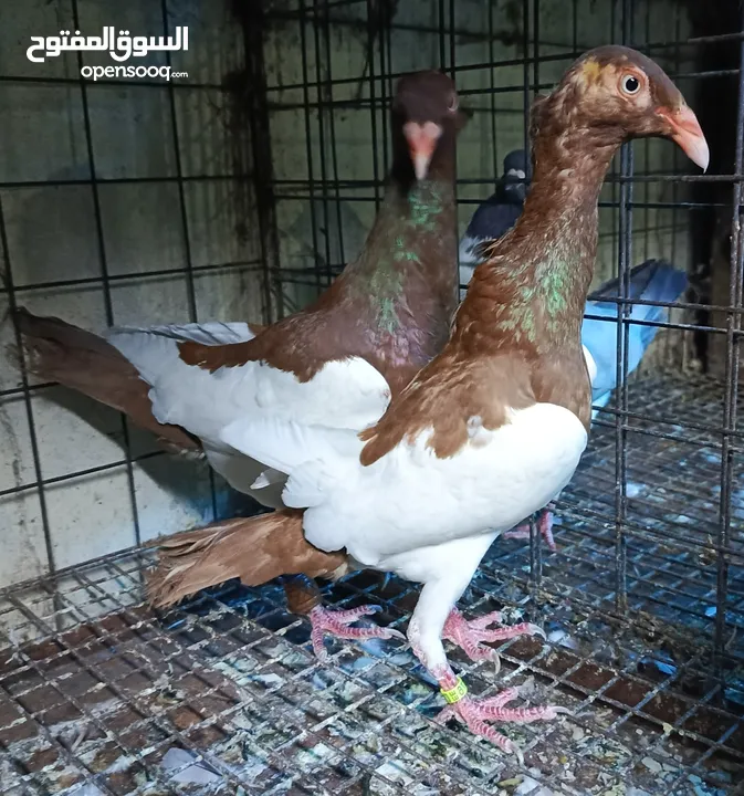 حمام الماني نخب جواز وفردات