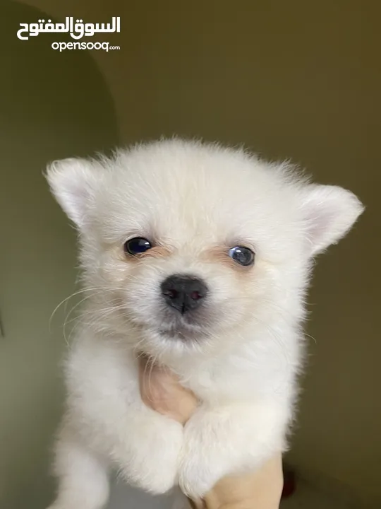 Baby Pomeranian in Dubai