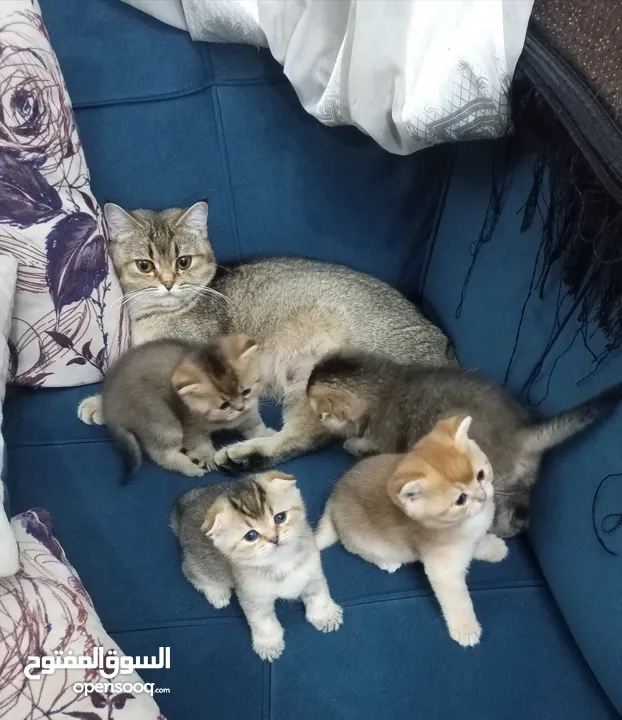 إناث منتجات سكوتش ستريت