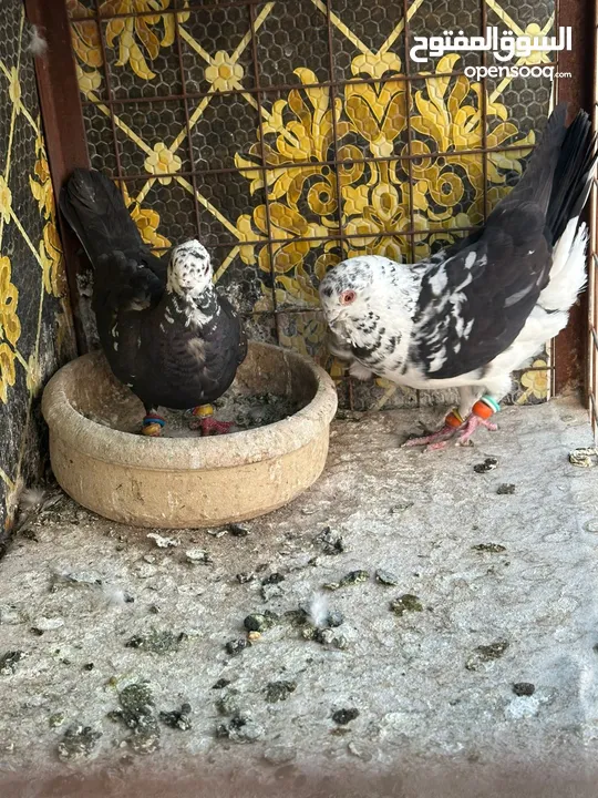 تنظيف سطح جوزين بسعر حرق