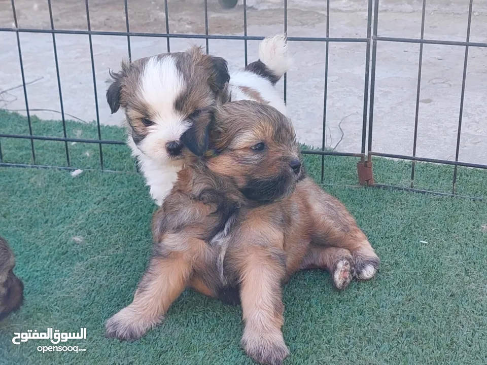 كلاب شيتزو ومالتيز