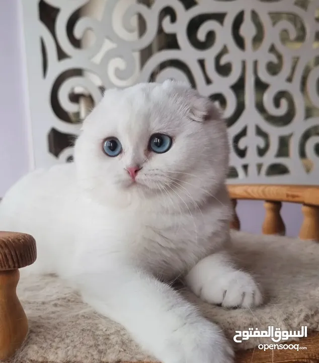 ⸻  Beautiful Scottish Fold Kitten – 14 Weeks Old – Ready for a New Home!