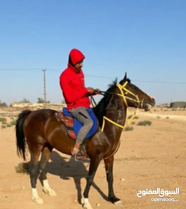 فرس عربيه بدون أوراق العمر 5سنين