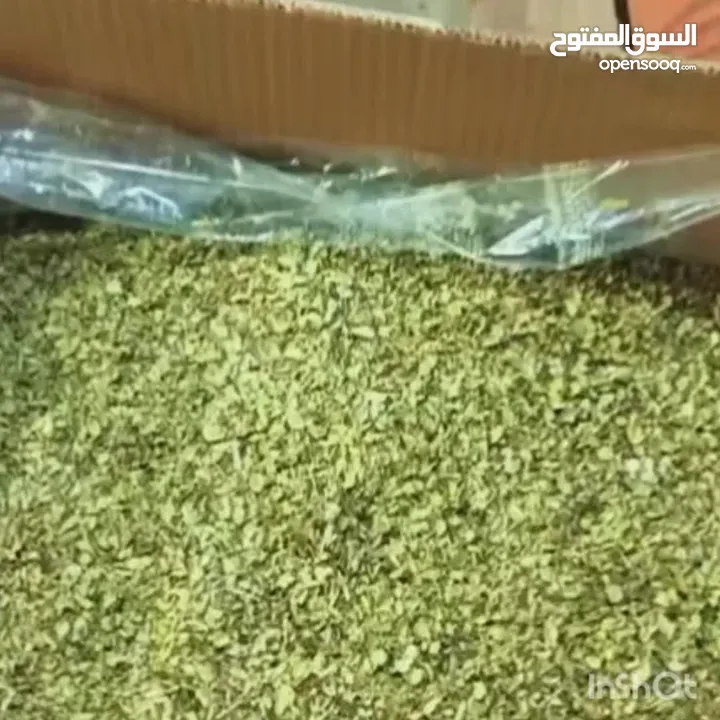 أوريغانو شيرازي ممتاز، طازج من حصاد هذا العام، بعطر سماوي من الدرجة الأولى