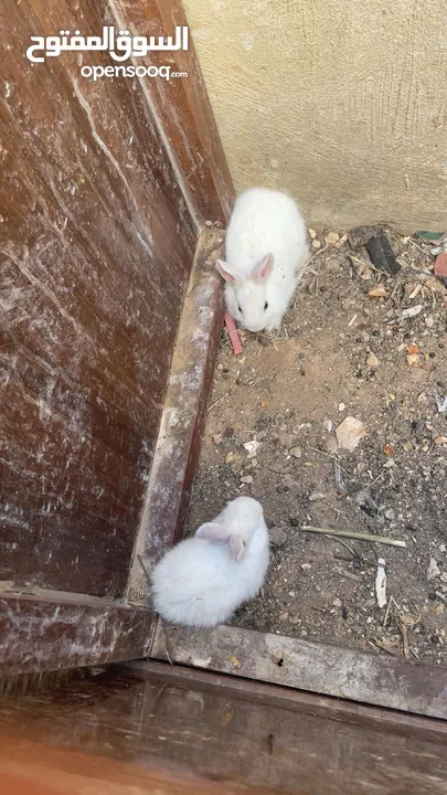 ذكر وانثى بلدي مع ولادهم