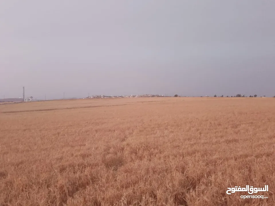 مادبا ماعين المشرفة قطعة ارض زراعية مميزة واصل الخدمات ذات اطلالة على البحر الميت واصل الخدمات