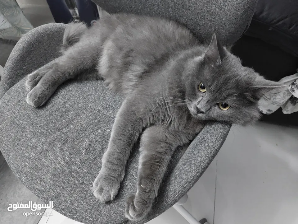 Grey colour mix cat