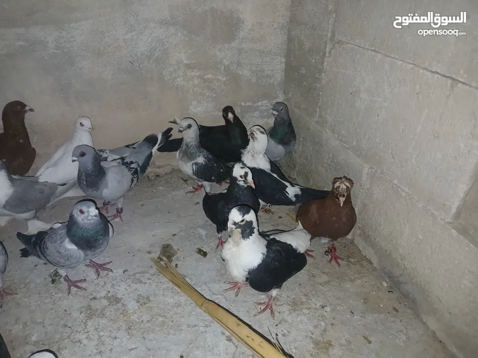 كوم كامل للبيع  دينارين ونص الحبه زق وكش الفحول كلها كش