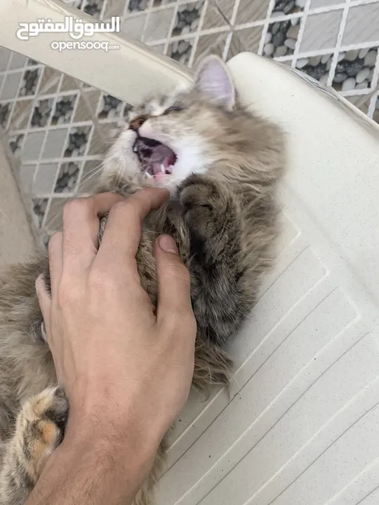 cat for sale female سنور للبيع حرمه