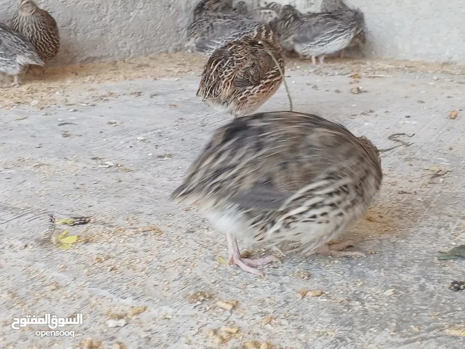 فربات للبيع ....