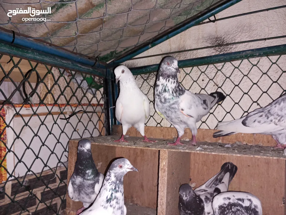 Pakistani pigeons highflyers