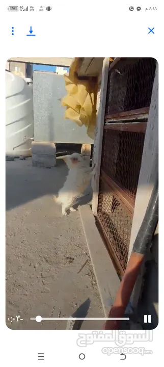 كلبه انثى شيواو موجود في اربد حنينا للبيع  موجود في اربد حنينا كلب اشي مرتب .؟.......
