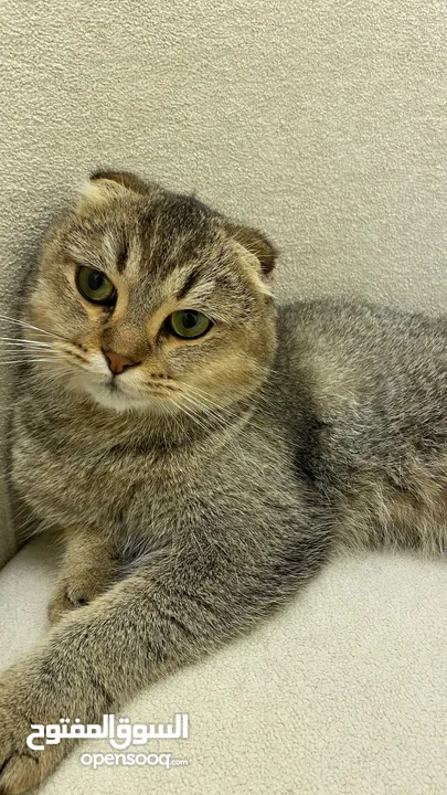 Scottish Fold cat