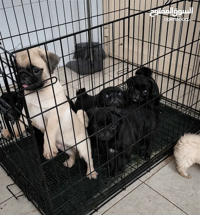 Pug Puppies Dubai-UAE