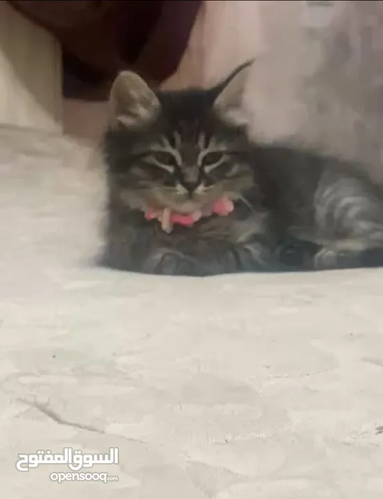 انثى شنشيلا 3 اشهر