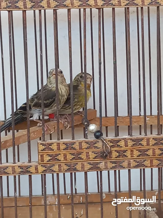 فراخ بندوق حسون للبيع