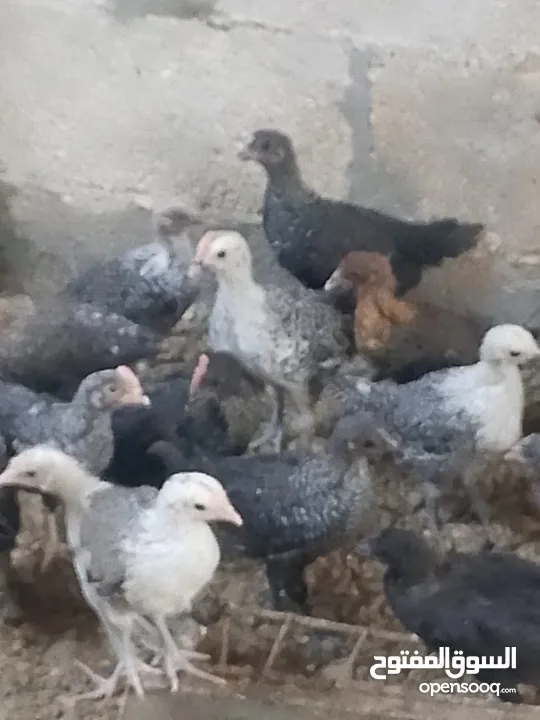 فرخات دجاج عمر شهر ونص