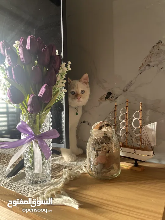 قط همالايا اورانج عمر 6 شهور