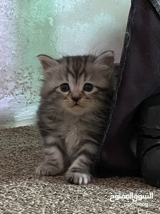 قط انثى شانشيلا للبيع بسعر مغري