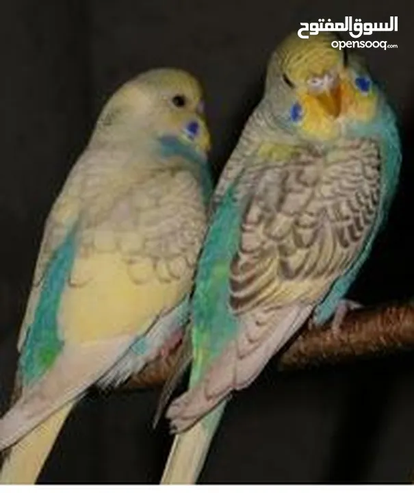 Holland Budgies vibarant colors , Adults and chicks